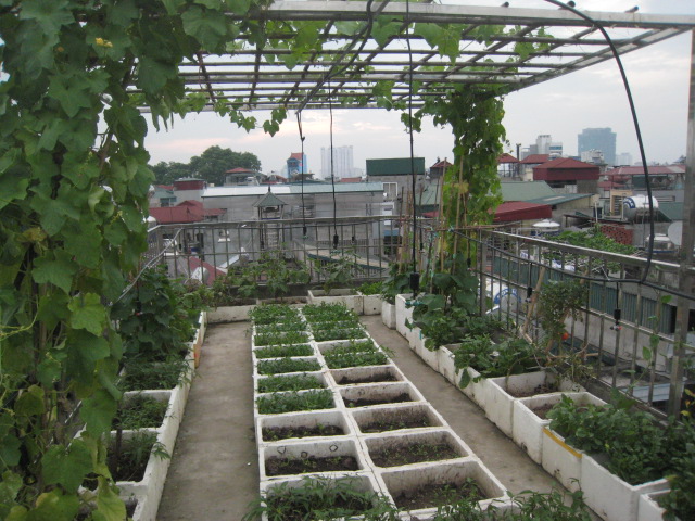 trồng rau trên sân thượng