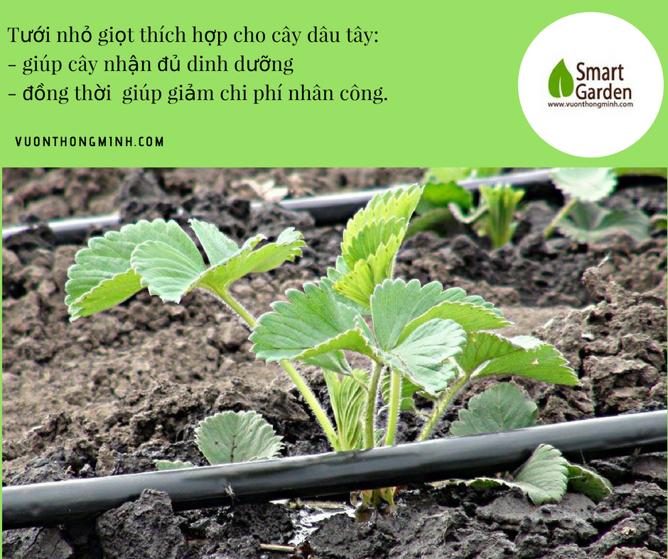 Tưới nhỏ giọt cho dâu tây 