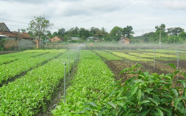 lắp đặt hệ thống tưới tự động  cho vườn rau