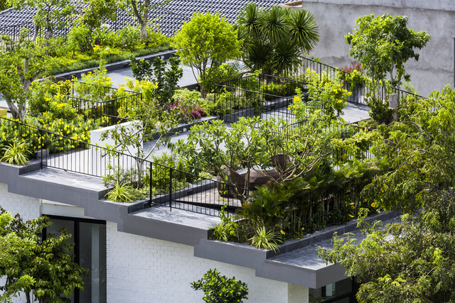 Vườn trên sân thượng xu thế của sống xanh sống an toàn